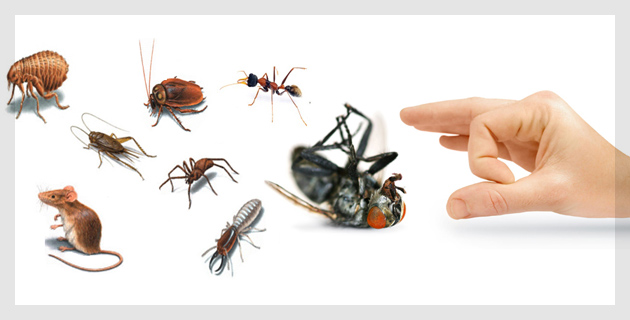 Pests Control Services