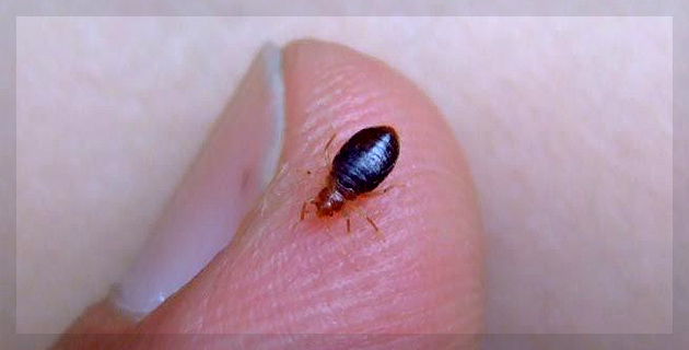 Pests Control Services