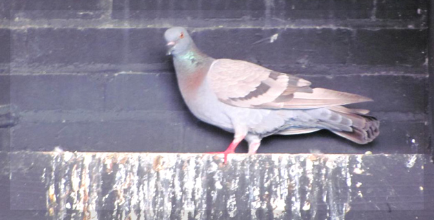 Pests Control Services