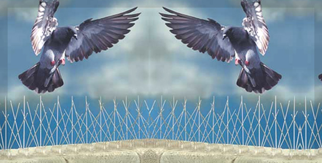 Pests Control Services