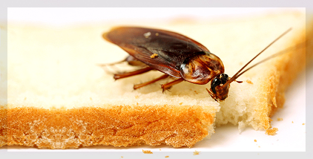 Pests Control Services