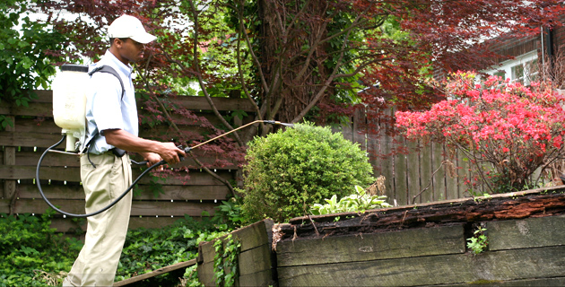 Pests Control Services