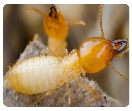 Pests Control Services