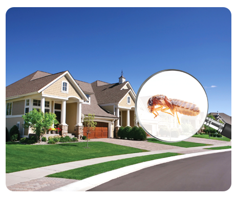 Pests Control Services