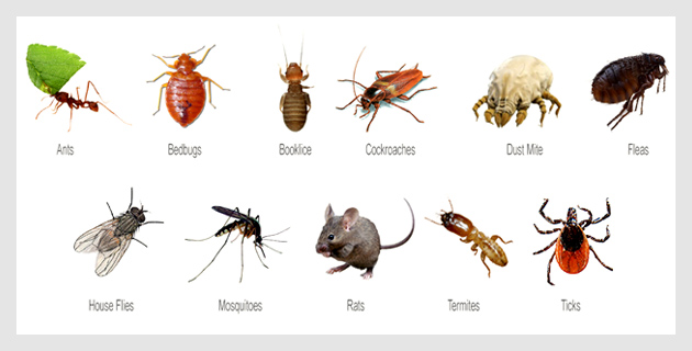 Pests Control Services