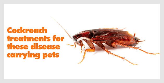 Pests Control Services