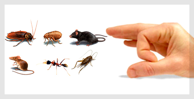 Pests Control Services