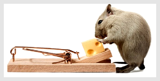 Pests Control Services