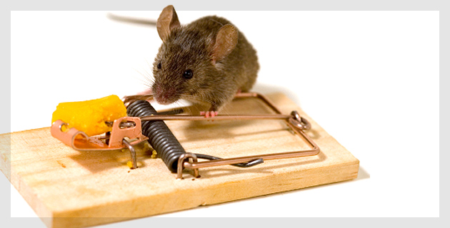 Pests Control Services