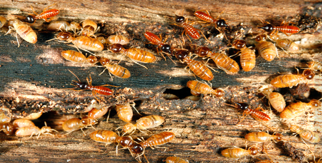 Pests Control Services