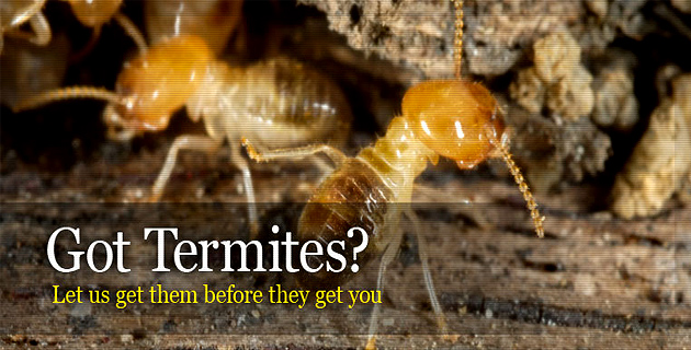 Pests Control Services