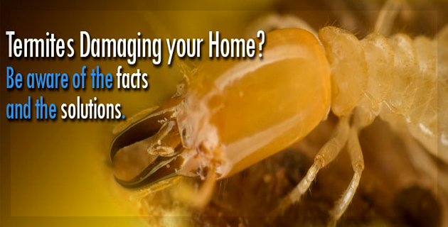 Pests Control Services