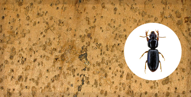 Pests Control Services